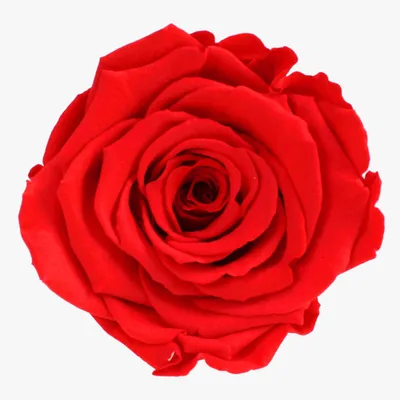 Produktbild von Infinity Rose XL Ø6-7cm konserviert stabilisiert haltbar Rosenkopf ewige Blüte Lachs (ora03)