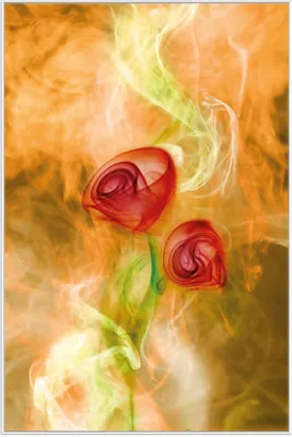 Produktbild von Wallario Wandbild Abstrakte Rosen, Größe: 61 x 91,50 cm, Poster mit weißem Aluminiumrahmen