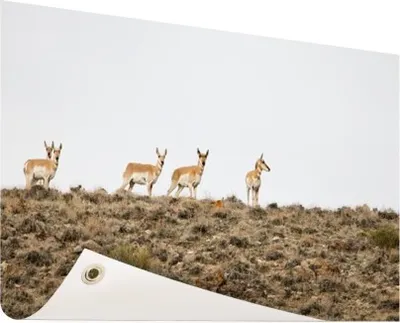 Produktbild von Gartenposter - 60x40 cm - Hirsch auf der Heide  - Modernes WaldTierposter Bilder - Wilde Tierposter