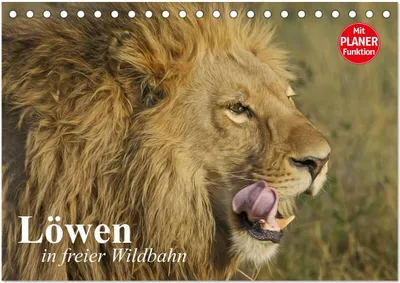 Produktbild von Löwen in freier Wildbahn (Tischkalender 2026 DIN A5 quer), CALVENDO Monatskalender