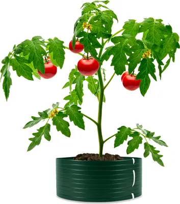 A potted tomato plant with ripe tomatoes and flowers, set against a white background.
