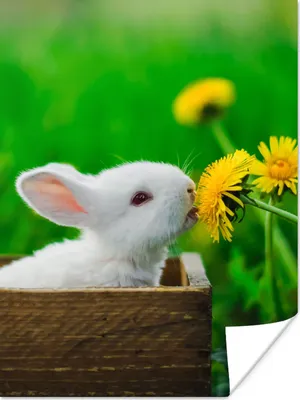 Produktbild von MuchoWow® Poster Kaninchen - Löwenzahn - Gras 30x40 cm - Wandplakat - Poster Kinderzimmer