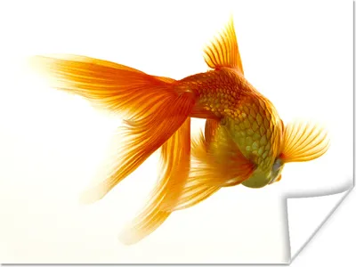 Produktbild von MuchoWow® Poster Goldfisch - Meerestiere - Weiß 120x90 cm - Wandbild