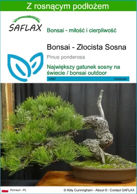 Zdjęcie produktu dla SAFLAX - Bonsai - Złocista Sosna - 20 Nasiona - Z podłożem uprawowym wolnym od zarazków - Pinus ponderosa