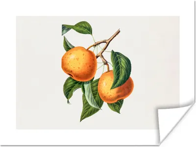 Produktbild von MuchoWow® Poster Orangen - Zweig - Lebensmittel 40x30 cm - Plakate für die Wände - Poster Wohnzimmer