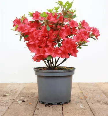 Produktbild von Rhododendron obtusum 'Maruschka', rot, 20–25 cm