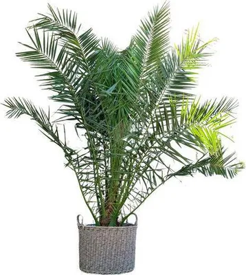 Obrázek produktu pro Phoenix canariensis - kanárská datlovník, 300cm, prumer 50cm, palma velikosti