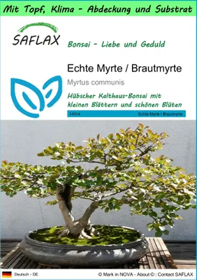 Produktbild von SAFLAX Garden to go - Echte Myrte / Brautmyrte - Myrtus communis - 30 Samen - Mit Topf, Klima - Deckel und Anzuchtsubstrat