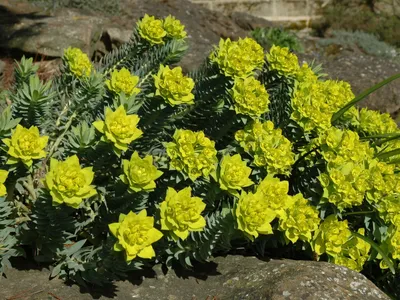 Produktbild von 3 x Euphorbia myrsinites (Walzen Wolfsmilch)  - Stauden Gänge