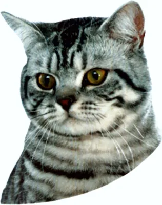 Produktbild von Aufkleber Katze Dimension 105 x 90 mm