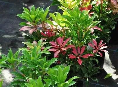 Immagine prodotto di Pieris jap. 'Mountain Fire' - Lavanda giapponese Heath 50- 60 cm - Contenitore