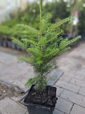 Produktbild von Koreanische Tanne Abies koreana 40–50 cm – Zwerg-Nadelbaum immergrün für Garten, Kübel, Terrasse, winterhart, dekorativ
