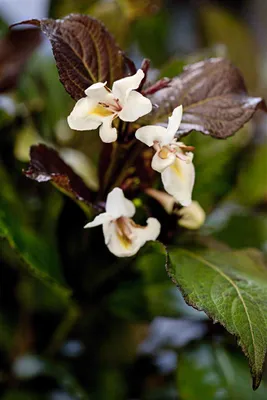 Produktbild von Weigelie Ebony and Ivory 20-30 cm, im Topf - Weigela florida