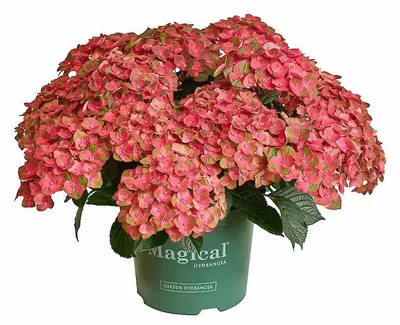 Produktbild von Green boutiQ - Balkonpflanze - Hortensie - Hydrangea Magical Green Fire - Rosa Grün - 6-10 Blüten - 2 Pflanzen - Topf 23cm Höhe 55cm