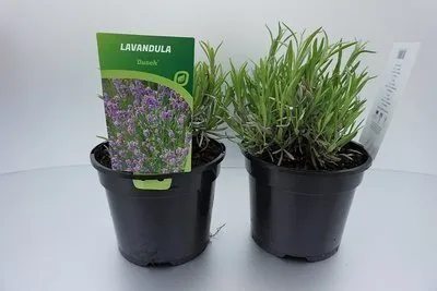 Produktbild von Lavandula int. 'Dutch' - Lavendel - Container 2 liter