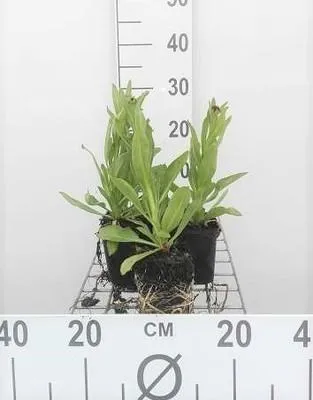 Immagine prodotto di 6 x Helenium bigelovii 'The Bishop' ('superbum') - Sonnenbraut - Topf 9 x 9 cm