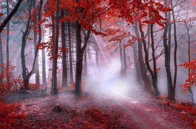 Produktbild von Wandbild NEBEL IM ROTEN WALD 78x118 cm – Leinwandbild Keilrahmen Deko modern