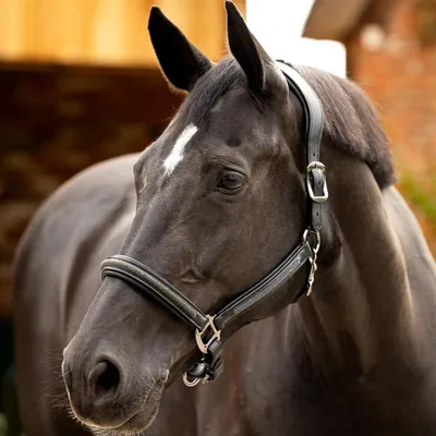 Produktbild von LeMieux Leather Crystal Headcollar, Farbe:Black, Größe:Full
