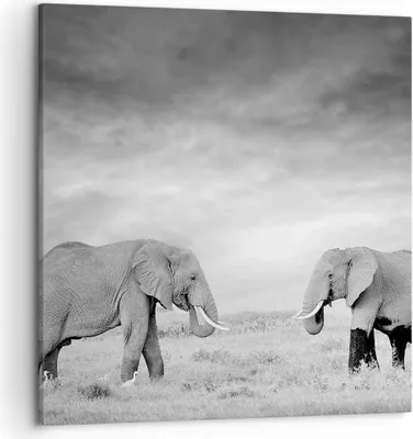 Produktbild von Bild auf Leinwand - Leinwandbild - Einteilig - Elefanten Schwarzweiß Safari - 50x50cm - Wand Bild - Wanddeko - Wandbilder - Leinwanddruck - Bilder - Wanddekoration - Leinwand bilder - AC50x50-4186