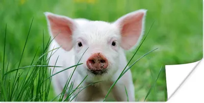 Produktbild von MuchoWow® Poster Schwein - Tiere - Groß 40x20 cm - Poster für die Wand - Poster Schlafzimmer