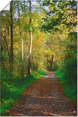 Produktbild von ARTland Poster Weg im Herbst Wald Größe: 60x90 cm
