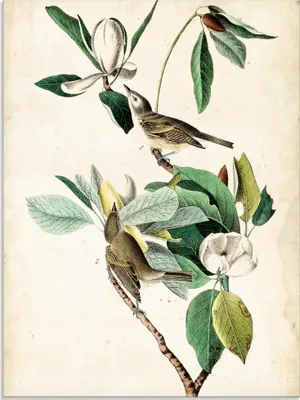 Produktbild von ARTland Glasbild Sängervireo Größe: 45x60 cm