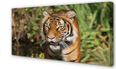 Produktbild von Leinwandbild 120x60 Wandkunst Tiger Woods