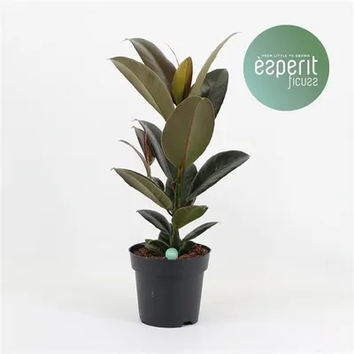 Obrázok produktu pre Gumovník Ficus elastica Melany cca 50 cm izbová rastlina