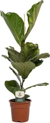 Produktbild von Geigen-Feige Ficus Lyrata Ø17cm ↕60cm Luftreinigende Zimmerpflanze Pflegeleicht
