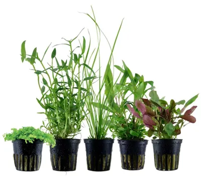 Produktbild von Pflanzen Set mit 5 Einsteiger Topf Aquarium Wasserpflanzen AquaOne Nr.106