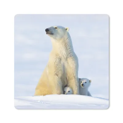 Produktbild von MuchoWow® Mauspad Mousepad Eisbär - Schnee - Jungtiere 20x20 cm - Mousepads - Maus Mat - Pad - Mausunterlage - Desk Mat - Bureauartikeln