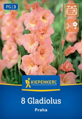Produktbild von Kiepenkerl Großblumige Gladiole Praha Gladiolus 8 Pflanzen
