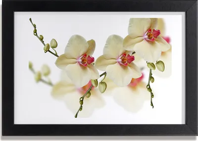 Produktbild von Bild 30x20 MDF-Rahmen, Wandkunst Orchidee