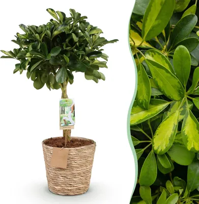 Produktbild von Green boutiQ - Zimmerpflanzen - Schefflera Gold Capelle - Fingerbaum - Wenig Pflege - mit Korb - Grün - Gold - 1 Pflanze - Topf 21cm - Höhe 70-81cm