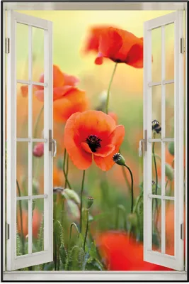 Produktbild von Wallario Wandbild mit Fenster-Illusion: Mohnblumenblüten, Größe: 61 x 91,5 cm, Poster mit schwarzem Aluminiumrahmen