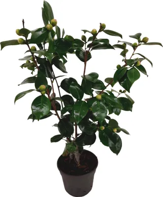 Produktbild von Japanische Rose - Camellia japonica 'Bonomiana' - Höhe 50-60cm - ⌀15cm