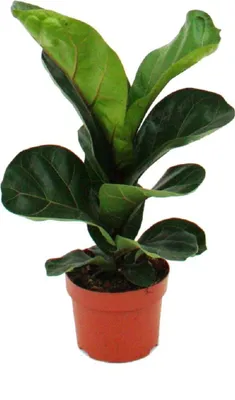 Image de Exotenherz - Figue violon - Ficus lyrata - 1 plante - Facile d'entretien - Purifiant l'air - Pot 12cm
