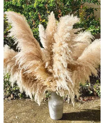 Produktbild von Pampasgras Deko Groß 16 Stück 110cm Getrocknetes Bouquet für Wohnzimmer Hochzeit