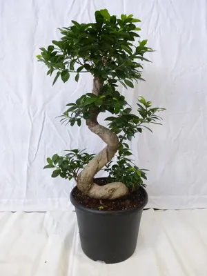 Produktbild von [Palmenlager] XXL Ficus microcarpa "Ginseng" BONSAI 90 cm - großer 30 cm Ø Topf // Zimmerpflanze