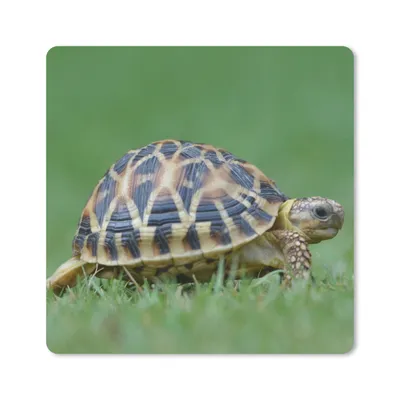 Produktbild von MuchoWow® Mauspad Mousepad Schildkröte im Gras 20x20 cm - Mousepads - Maus Mat - Pad - Mausunterlage - Desk Mat - Bureauartikeln