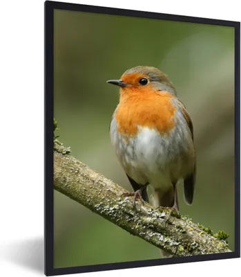 Produktbild von MuchoWow® Gerahmtes Poster Vogel - Rotkehlchen - Zweig - Pflanzen 60x80 cm - Poster mit Schwarzem Bilderrahmen Wandposter Rahmen Foto Bilder - Premium - Wanddeko Wohnzimmer