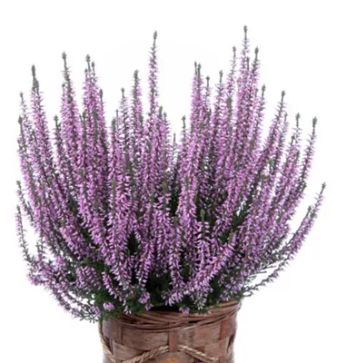 Produktbild von Besenheide 'HILDA' Cont. 0,5 l