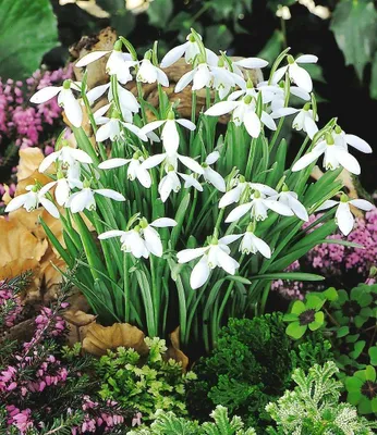 Produktbild von BALDUR Garten Schneeglöckchen, 80 Zwiebeln, blüht bereits ab Februar, grazile, duftende Blüten-Glöckchen, winterharte & mehrjährige Blumenzwiebeln (Galanthus nivalis)
