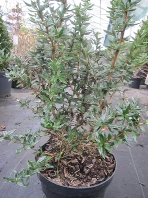 Produktbild von Berberis candidula Jytte - Immergrüne Kissen-Berberitze Jytte