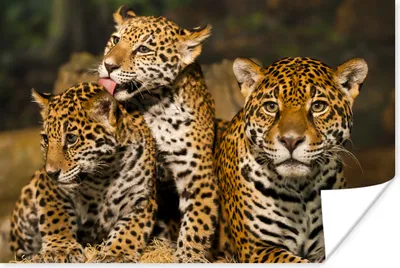 Produktbild von MuchoWow® Poster Leopard - Wilde Tiere - Natur 60x40 cm - Schlafzimmerdekoration