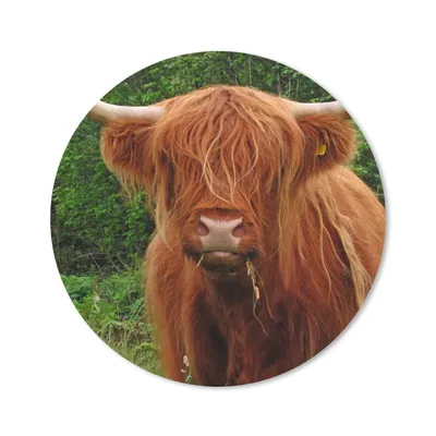 Produktbild von MuchoWow® Mauspad Mousepad Schottischer Highlander - Kuh - Gras 50x50 cm - Mousepads - Maus Mat - Pad - Mausunterlage - Vinyl