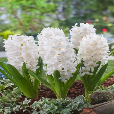 Image de Jacinthe Bulbes de fleurs Fleurs Hyacinthus White Ideal 3 pcs.