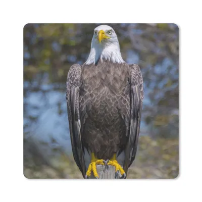 Produktbild von MuchoWow® Mauspad Mousepad Ein Weißkopfseeadler sitzt auf einem Holzpfahl 20x20 cm - Mousepads - Maus Mat - Pad - Mausunterlage - Desk Mat - Bureauartikeln