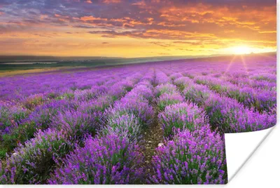 Produktbild von MuchoWow® Poster Lavendel - Wolken - Frühling 60x40 cm - Schlafzimmerdekoration