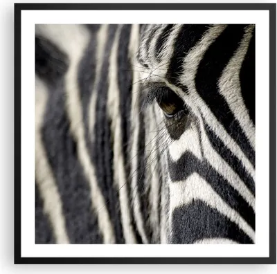 Produktbild von Gerahmtes Poster - Schwarzer Rahmen - Zebra Streifen Tierwelt Safari - 60x60 cm - Wand Bild - Wanddeko - Wandbilder - Wandposter - Bilderrahmen - Bilder - Kunstdruck - Wandbild - P2BAC60x60-2195